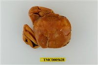 藏品(字紋弓蟹)的圖片